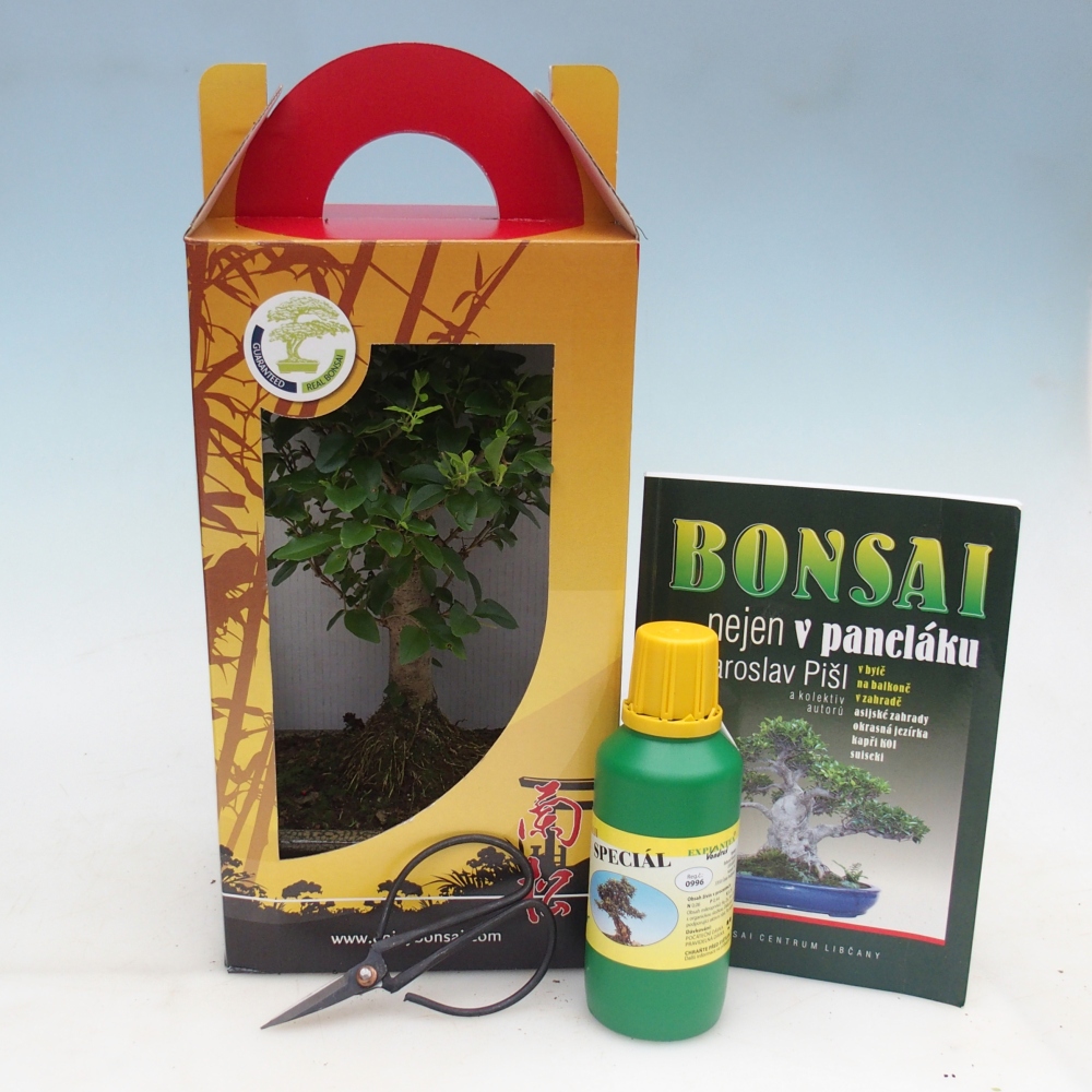 Bonsai da camera in confezione regalo Ligustrum chinensis - Becco d'uccello