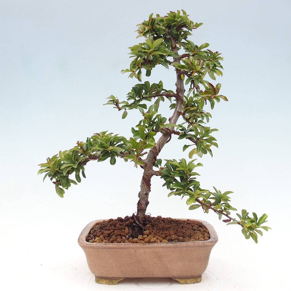 Bonsai da esterno-Pyracantha Teton -Hlox