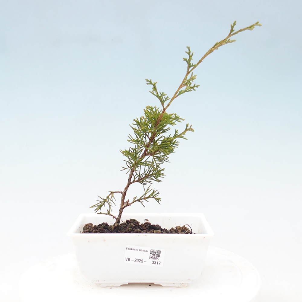 Bonsai da esterno - Juniperus chinensis Itoigawa