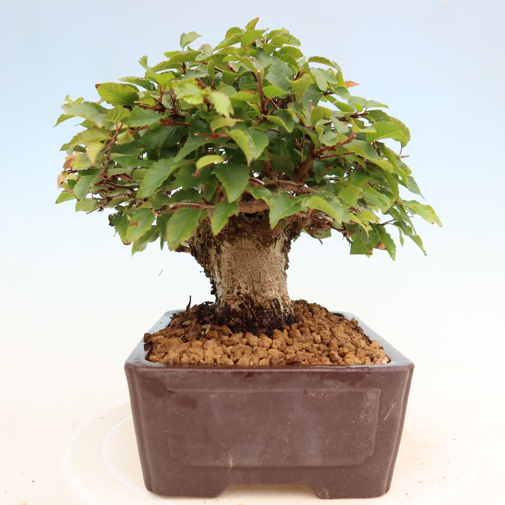 Bonsai da esterno -Carpinus Coreana - Carpino coreano