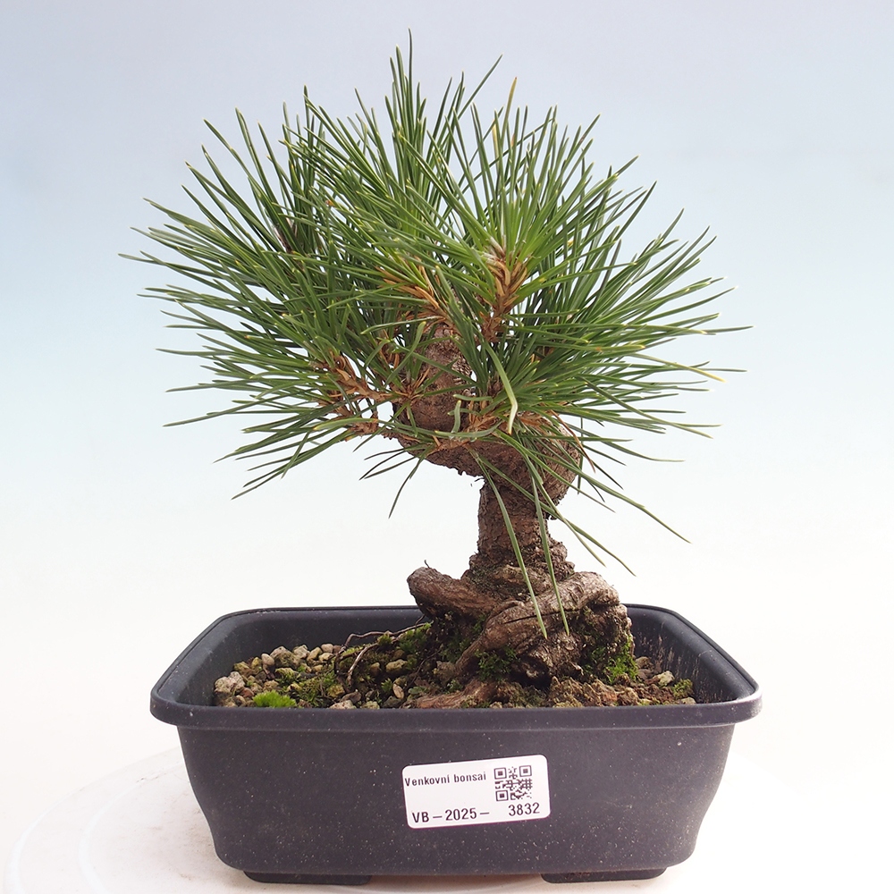 Bonsai da esterno - Pinus thunbergii - Pino di Thunberg