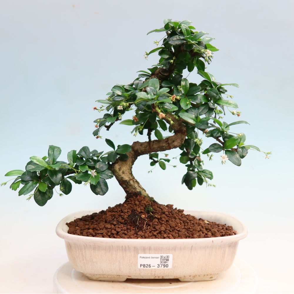 Camera bonsai - Carmona macrophylla - Tea fuki