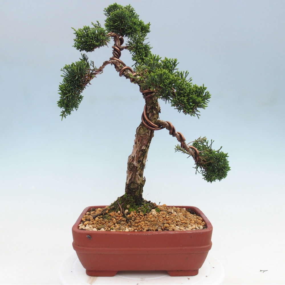 Bonsai da esterno - Juniperus chinensis Kishu