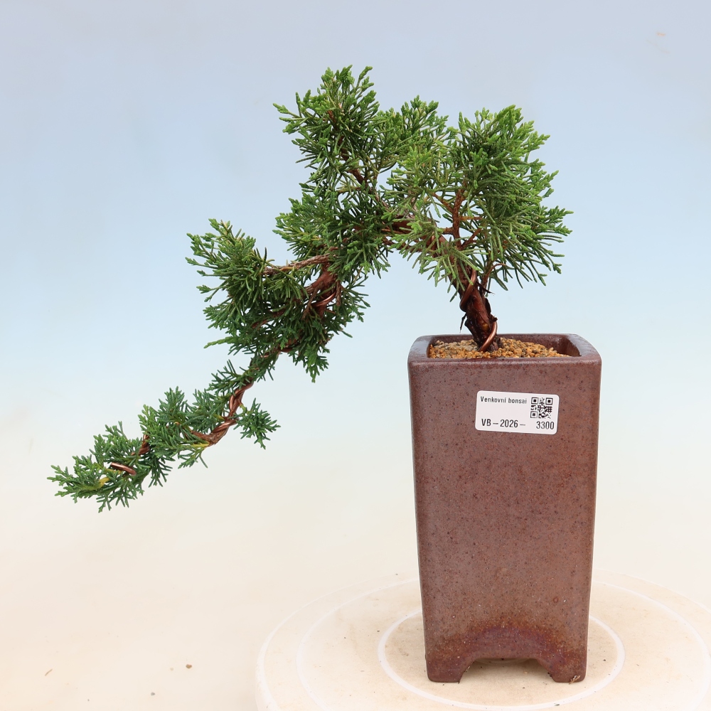 Bonsai da esterno - Juniperus chinensis Kishu