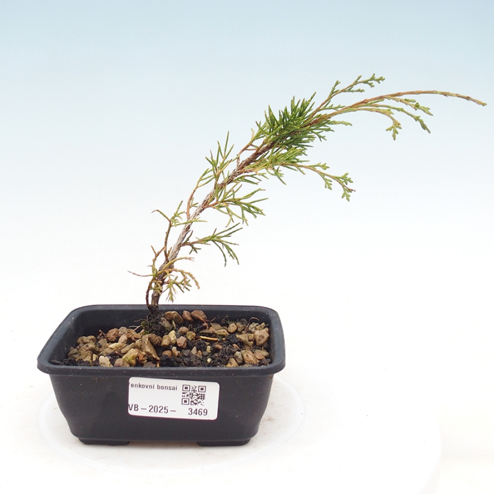 Bonsai da esterno - Juniperus chinensis Itoigawa