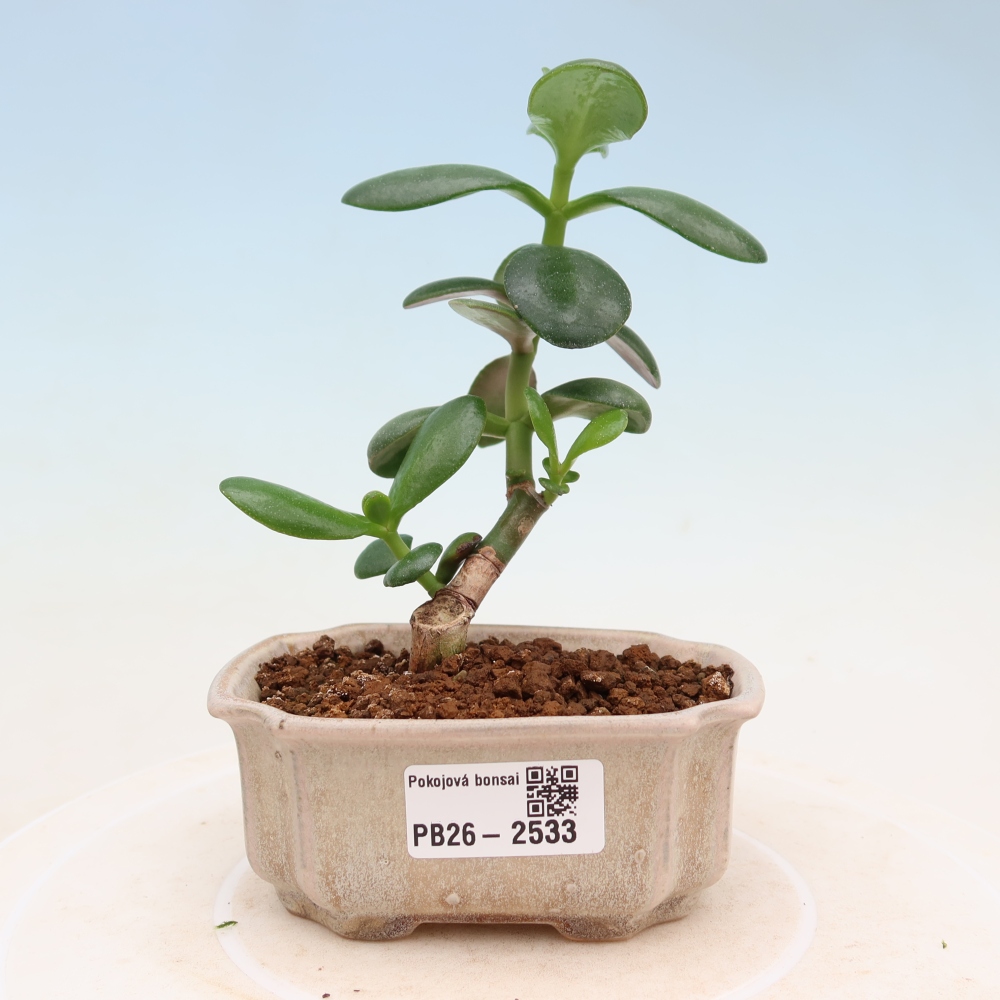 Camera bonsai - Portulakaria Afra - Tlustice