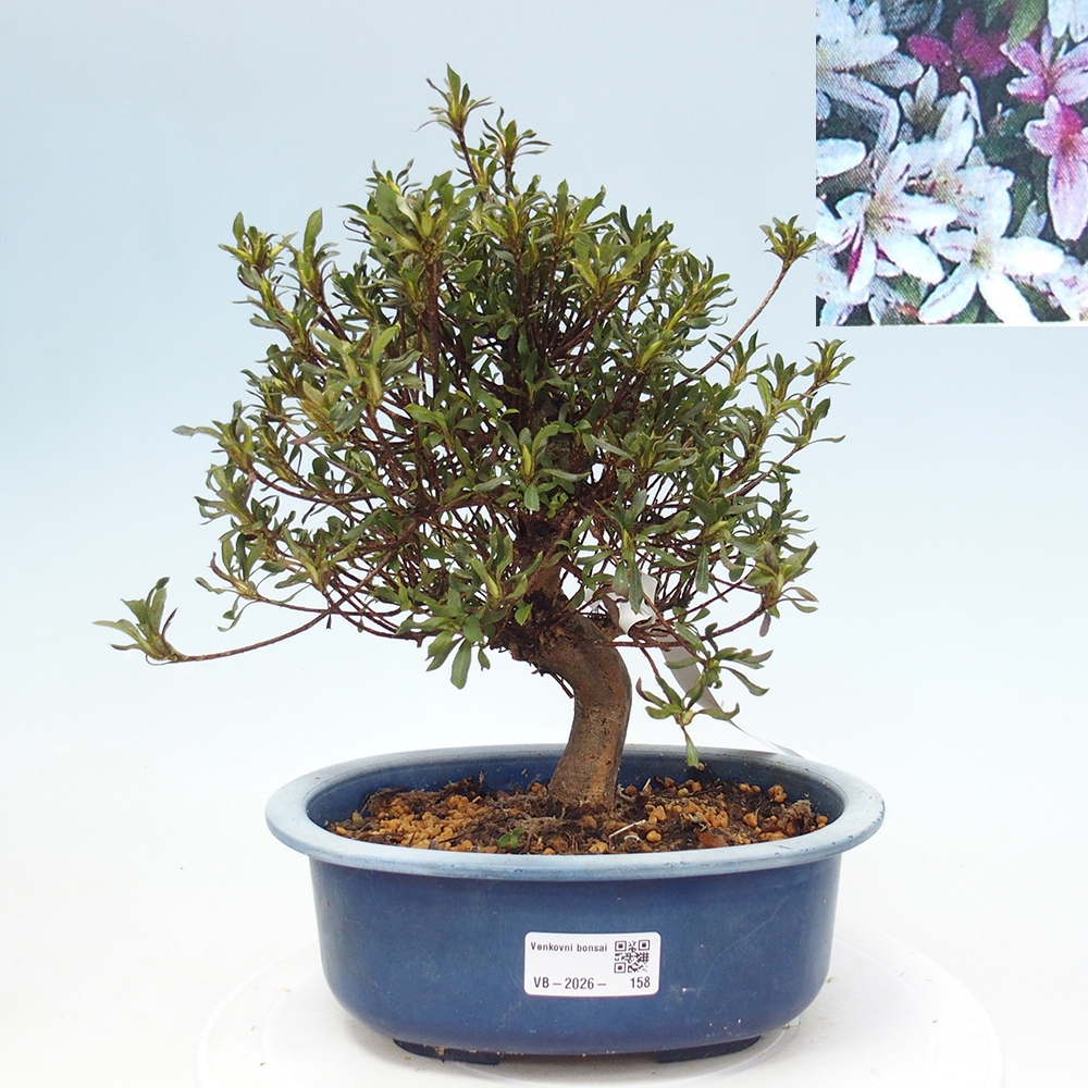 Bonsai da esterno - Azalea giapponese - Azalea Ryusen