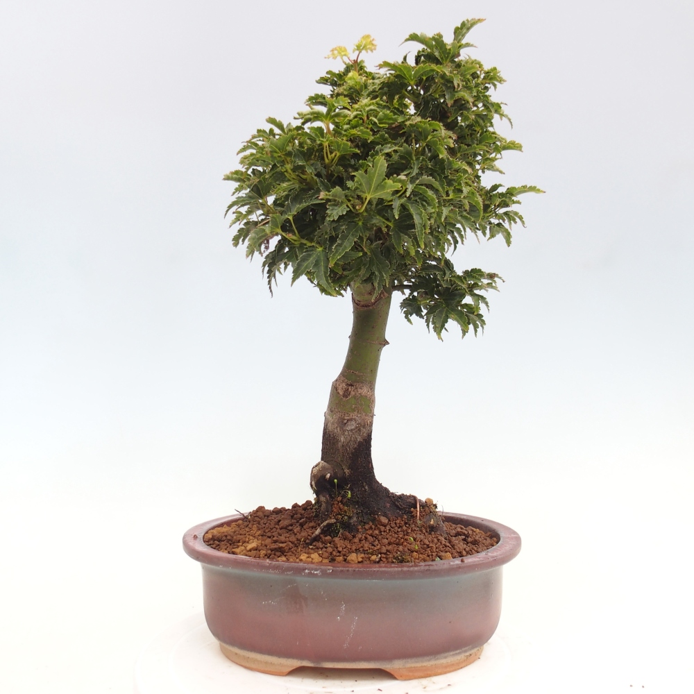 Bonsai da esterno -Palma di Giava Acer palmatum Shishigashira