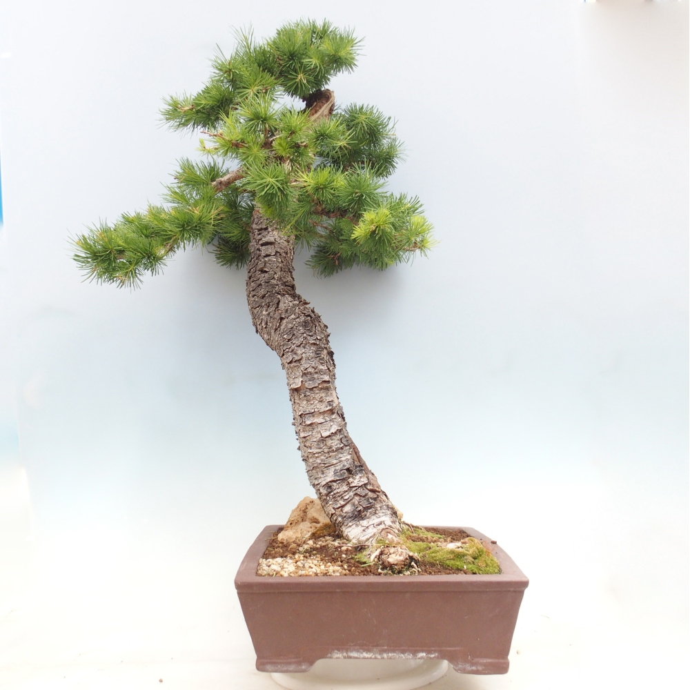 Bonsai da esterno -Larix decidua - Larice