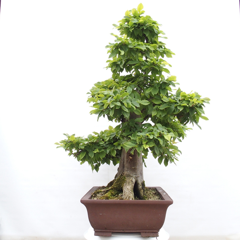 Bonsai da esterno - Carpino - Carpinus betulus