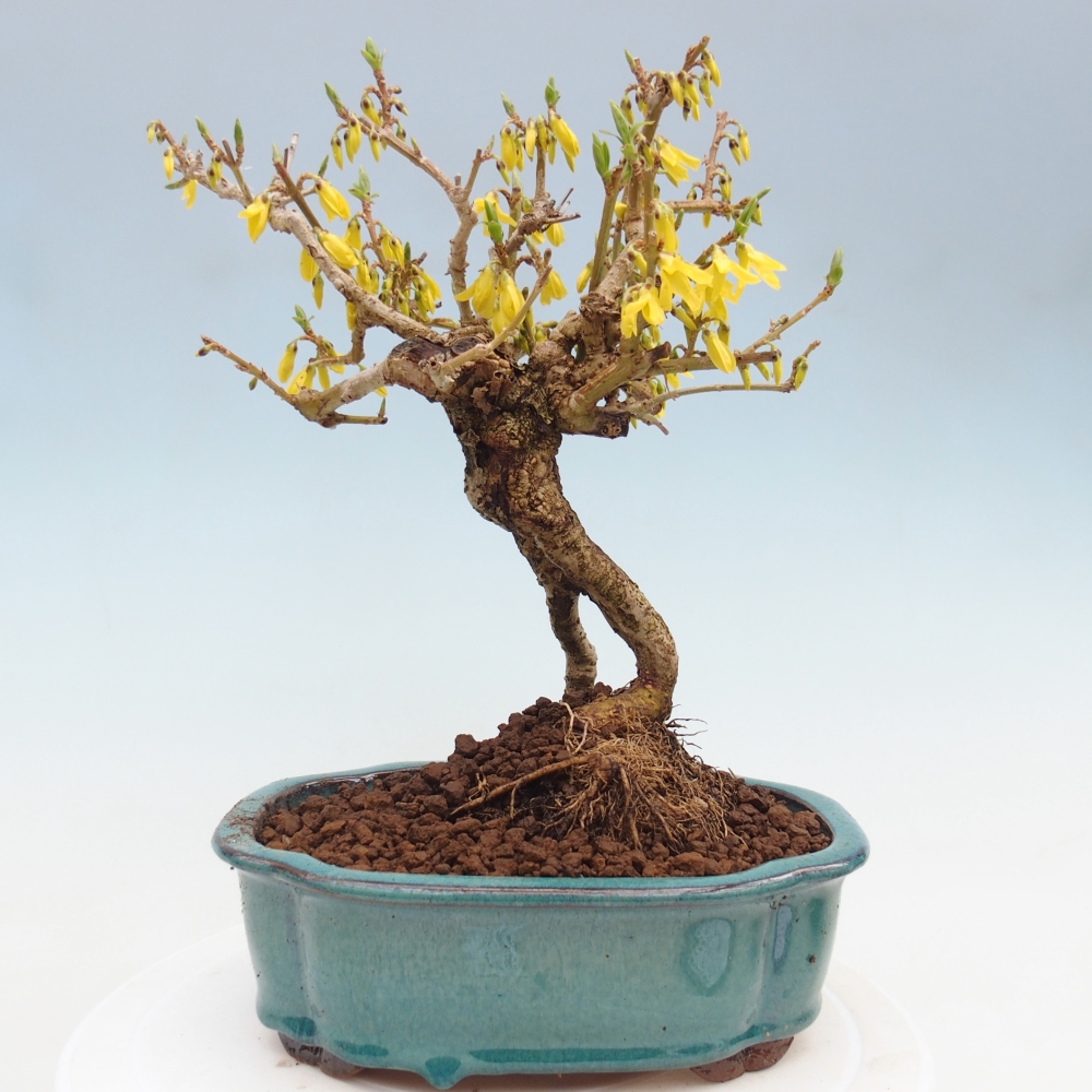 Bonsai da esterno - Zlatice - Forsythia koreana