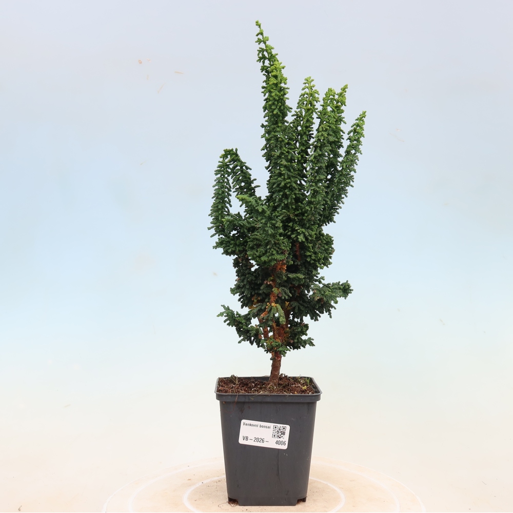Bonsai da esterno - Cham. obtusa SEKKA HINOKI - Cipresso