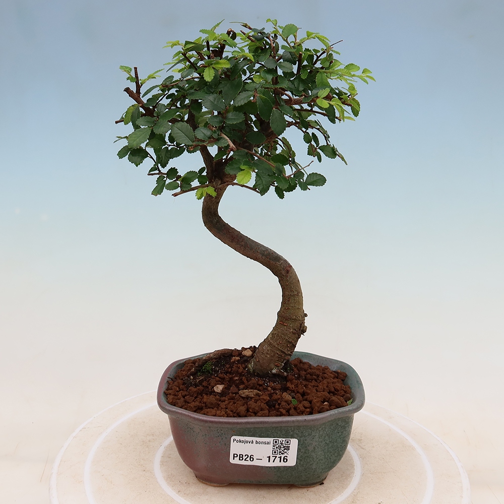 Camera bonsai - Ulmus parvifolia - Olmo a foglie piccole