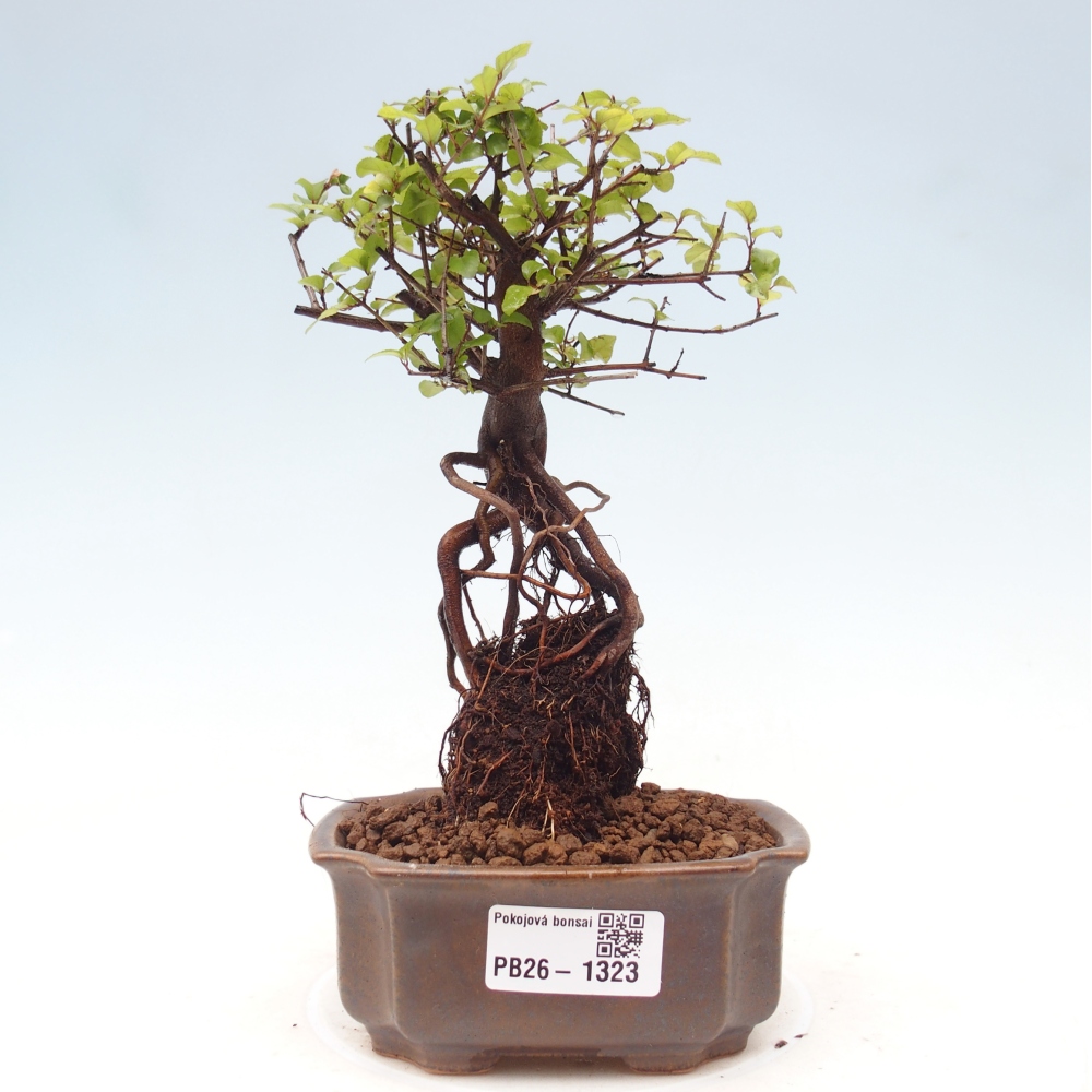Camera bonsai - Sageretia thea - Sageretia thea