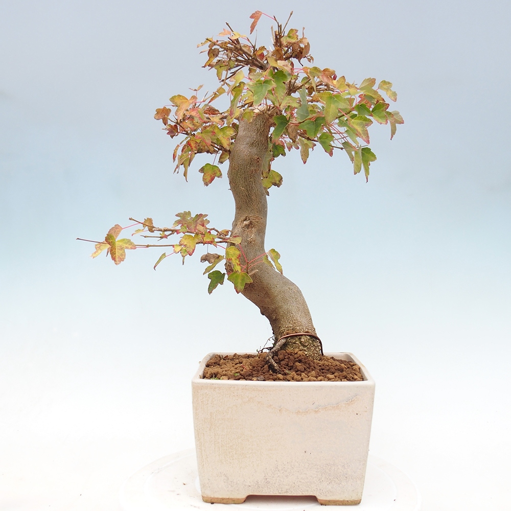 Bonsai da esterno - Acer Buergerianum - Acero di Burger