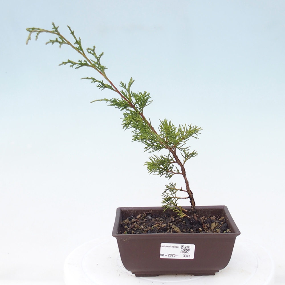 Bonsai da esterno - Juniperus chinensis Itoigawa