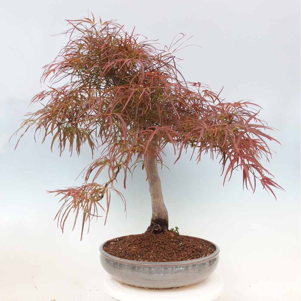Bonsai da esterno - Acer palmatum RED PYGMY