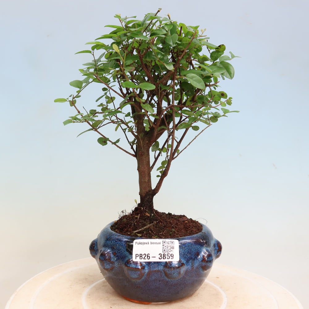 Camera bonsai - Sageretia thea - Sageretia thea