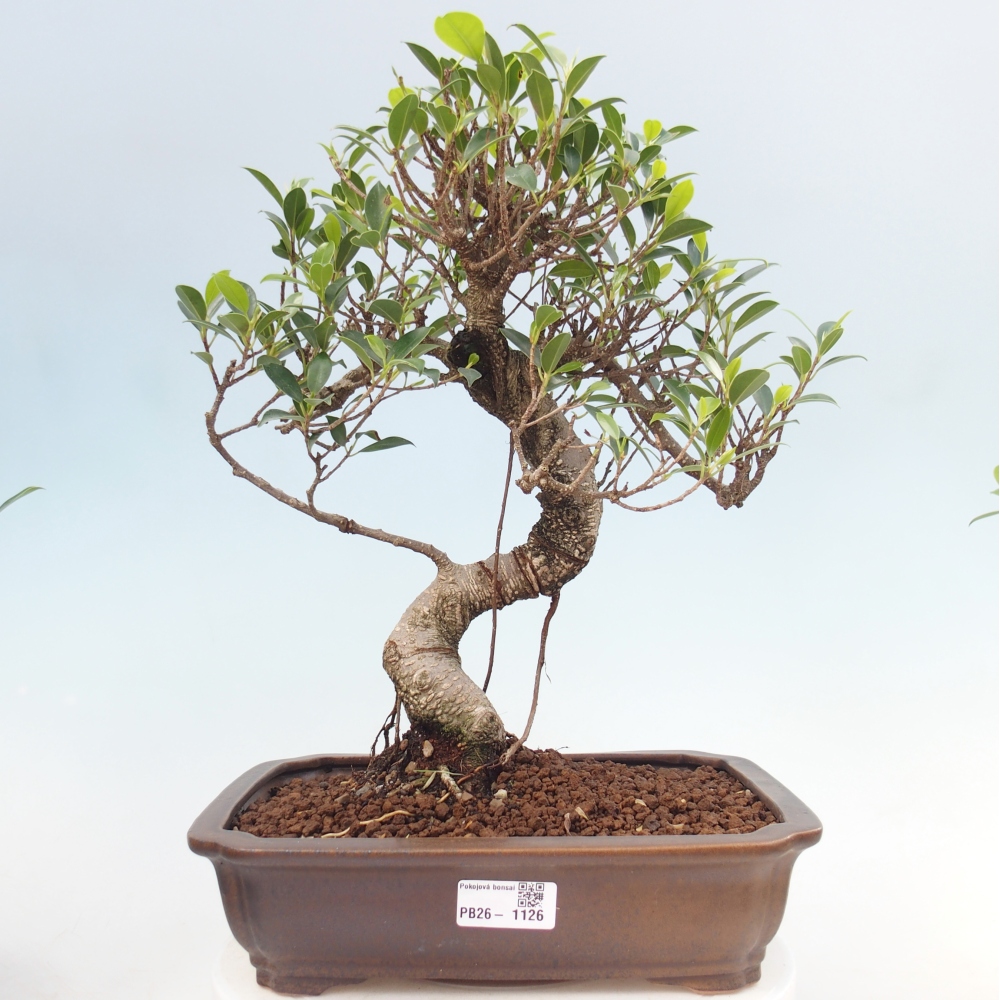 Camera bonsai - Ficus kimmen - ficus a foglie piccole