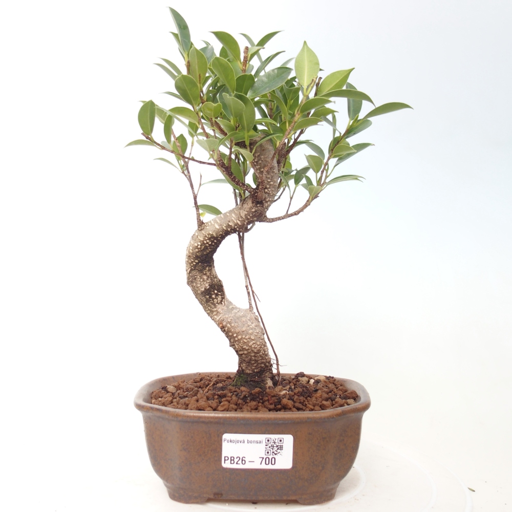 Camera bonsai - Ficus retusa - ficus a foglie piccole