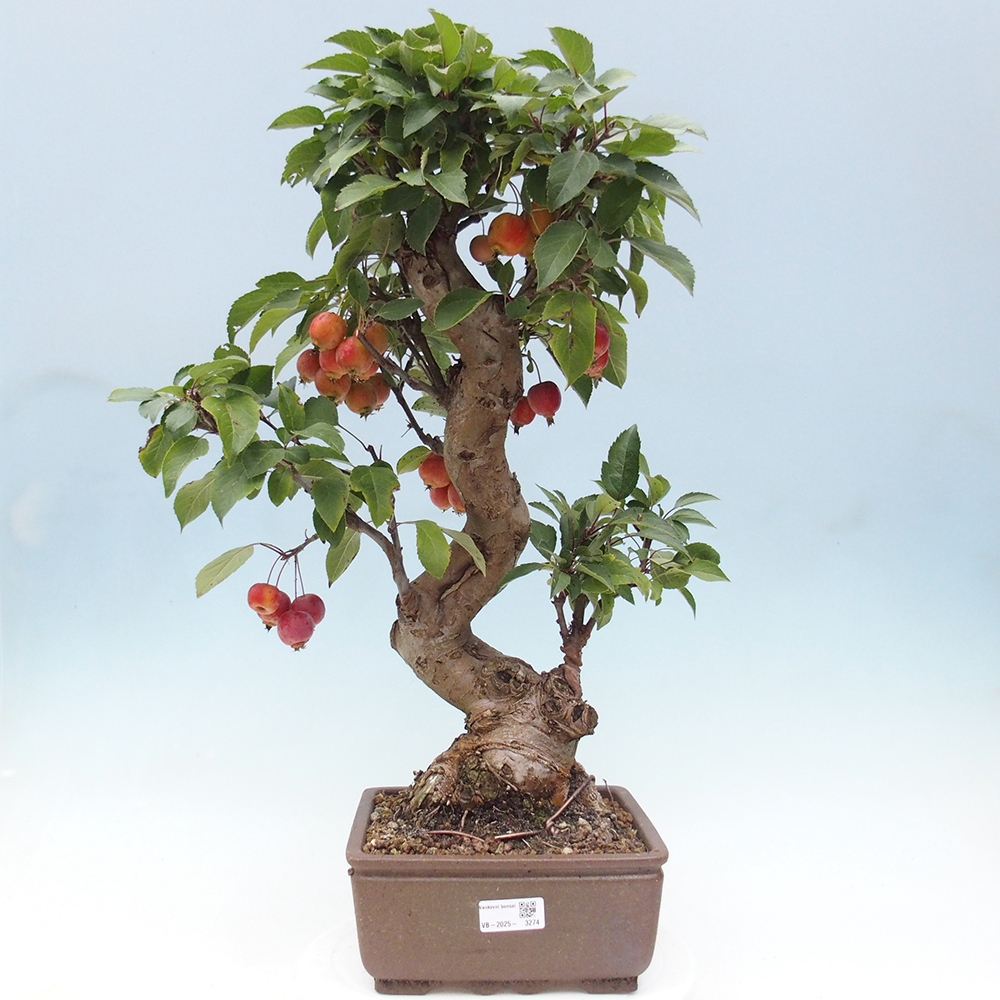 Bonsai da esterno -Malus halliana - Melo a frutto piccolo
