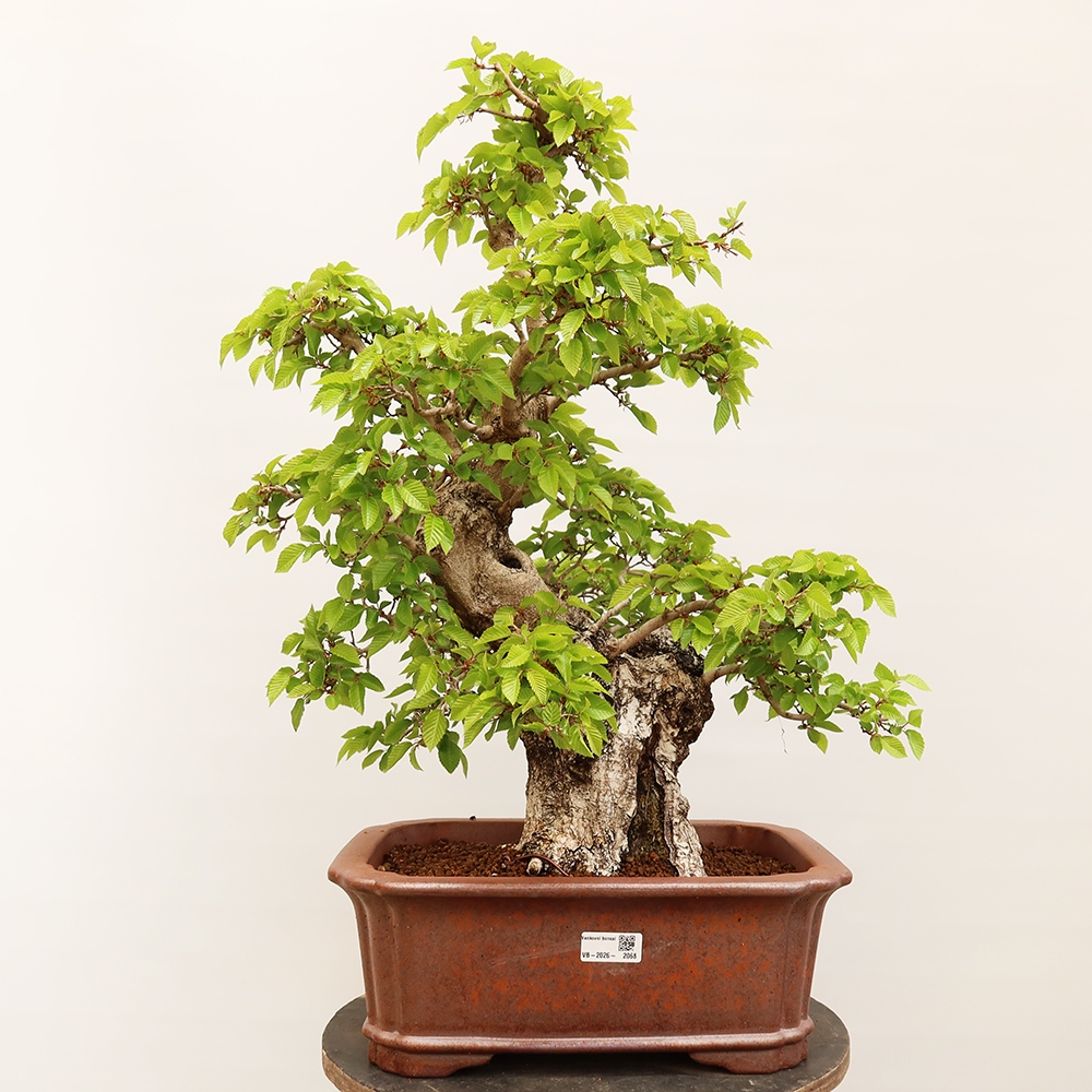 Bonsai da esterno -Carpinus Coreana - Carpino coreano