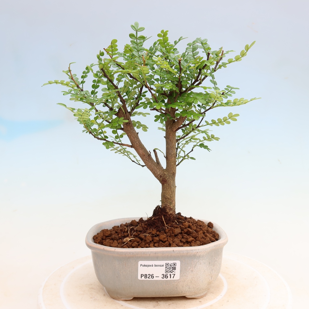 Camera bonsai - Zantoxylum piperitum - albero del pepe