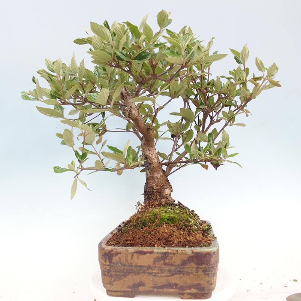Bonsai all'aperto-Kalina Bodnanská - Viburum carlesii hemsi