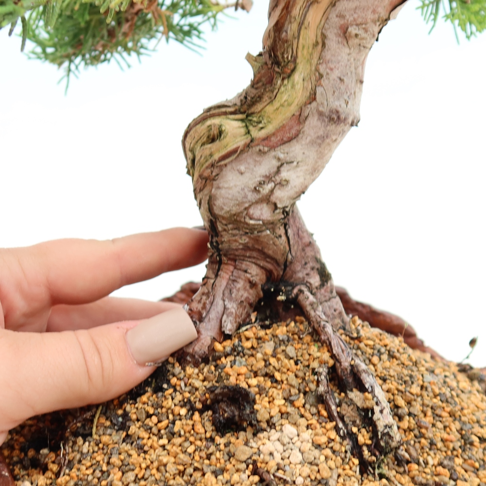 Bonsai da esterno - Juniperus chinensis Itoigawa-Juniperus chinensis