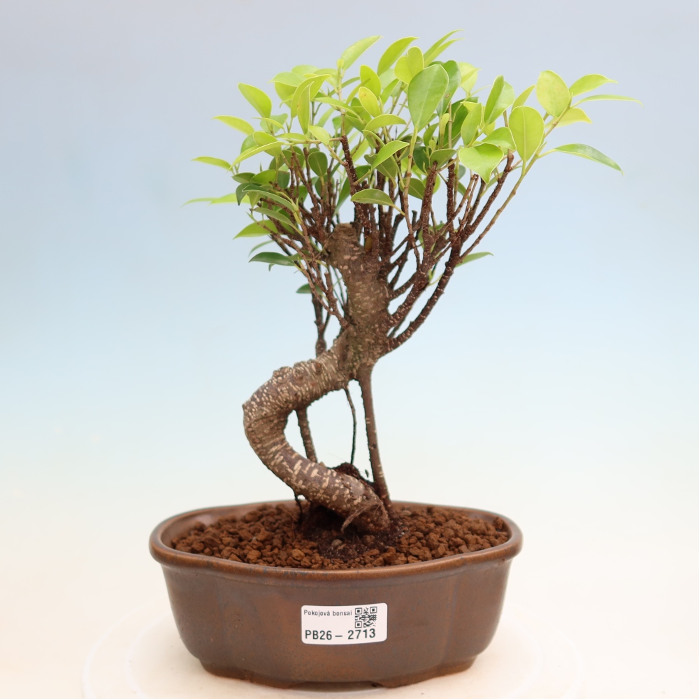 Camera bonsai - Ficus kimmen - ficus a foglie piccole