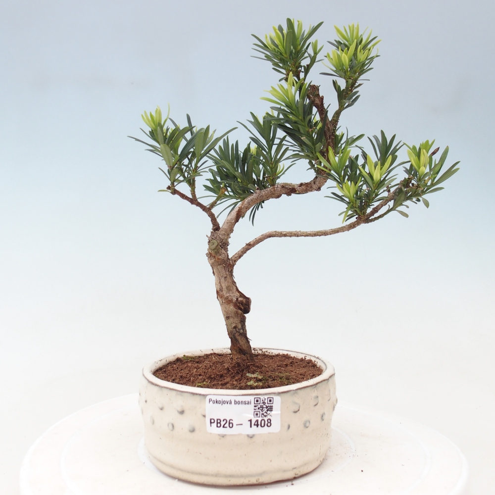 Camera bonsai - Podocarpus - Tasso delle pietre