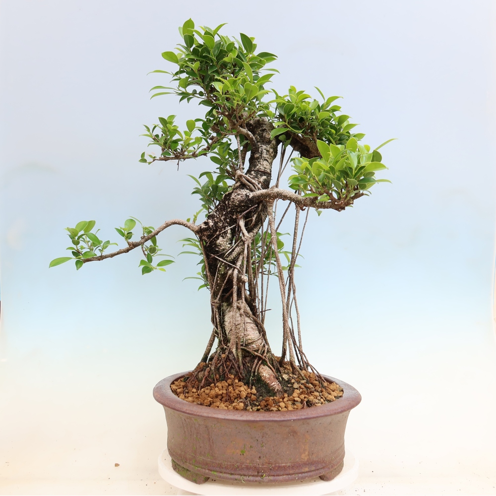 Camera bonsai - Ficus kimmen - ficus a foglie piccole