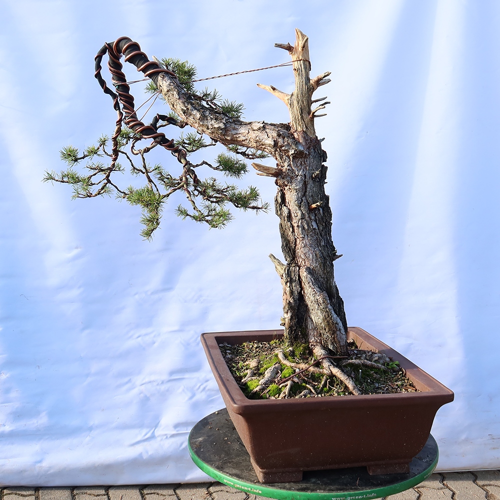Pinus sylvestris Spagna - pino silvestre