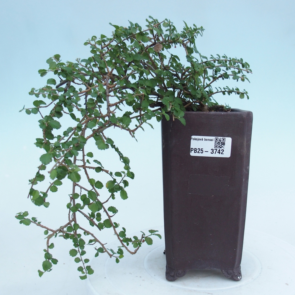 Camera bonsai - Grewia sp. - Grewia malafolia