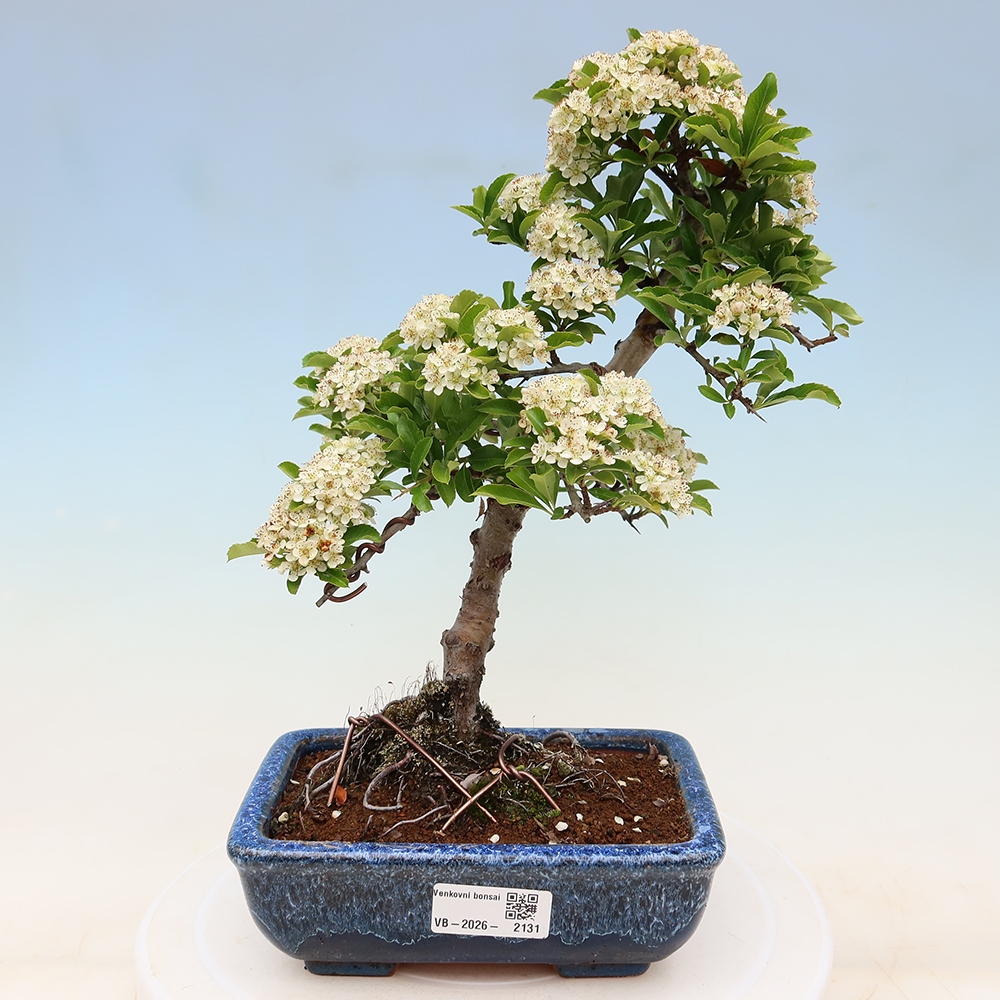 Bonsai da esterno - Pyracantha teton - Pyracantha scarlatta