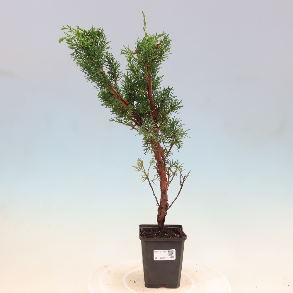 Bonsai da esterno - Juniperus chinensis Kishu