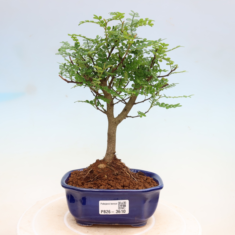 Camera bonsai - Zantoxylum piperitum - albero del pepe