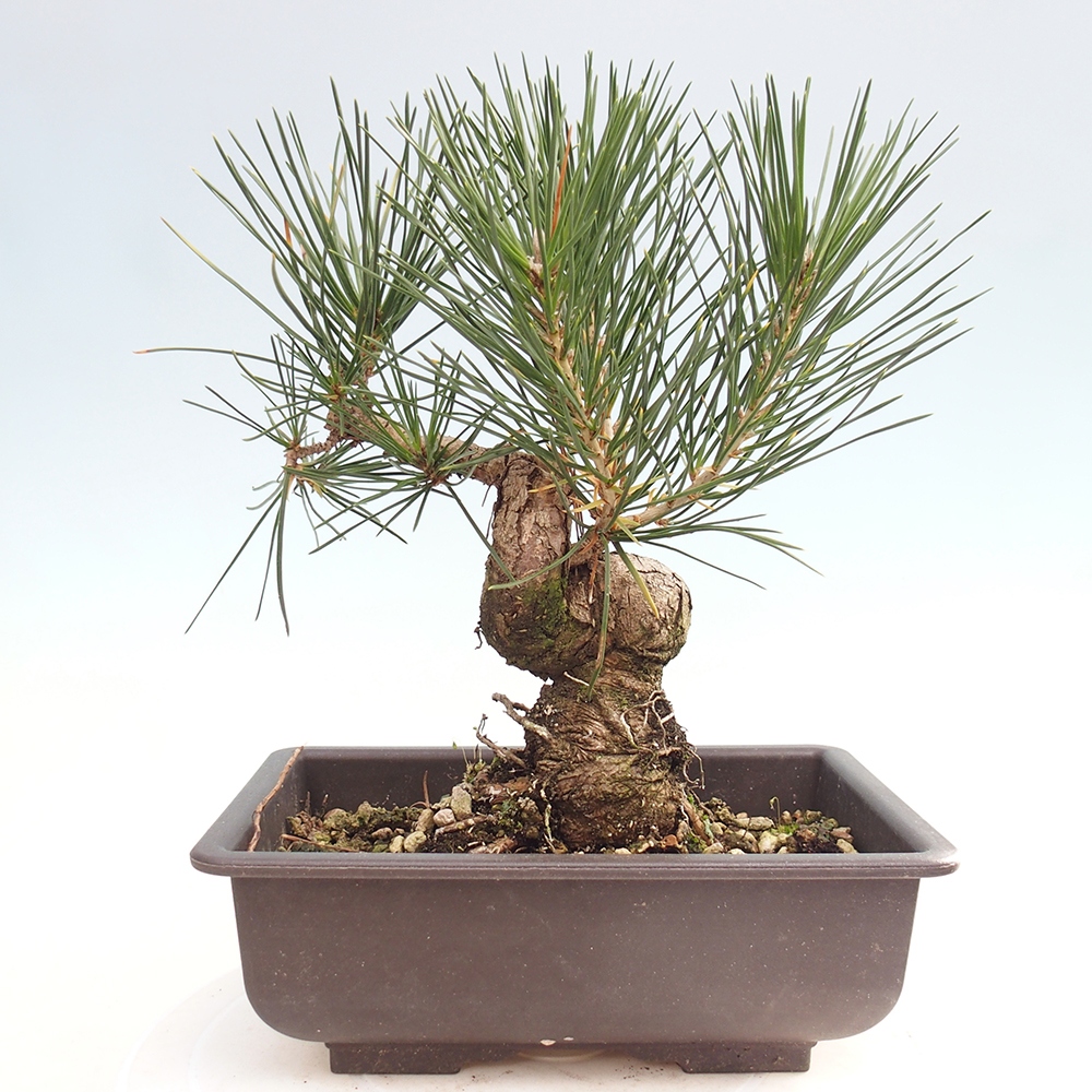 Bonsai da esterno - Pinus thunbergii - Pino di Thunberg
