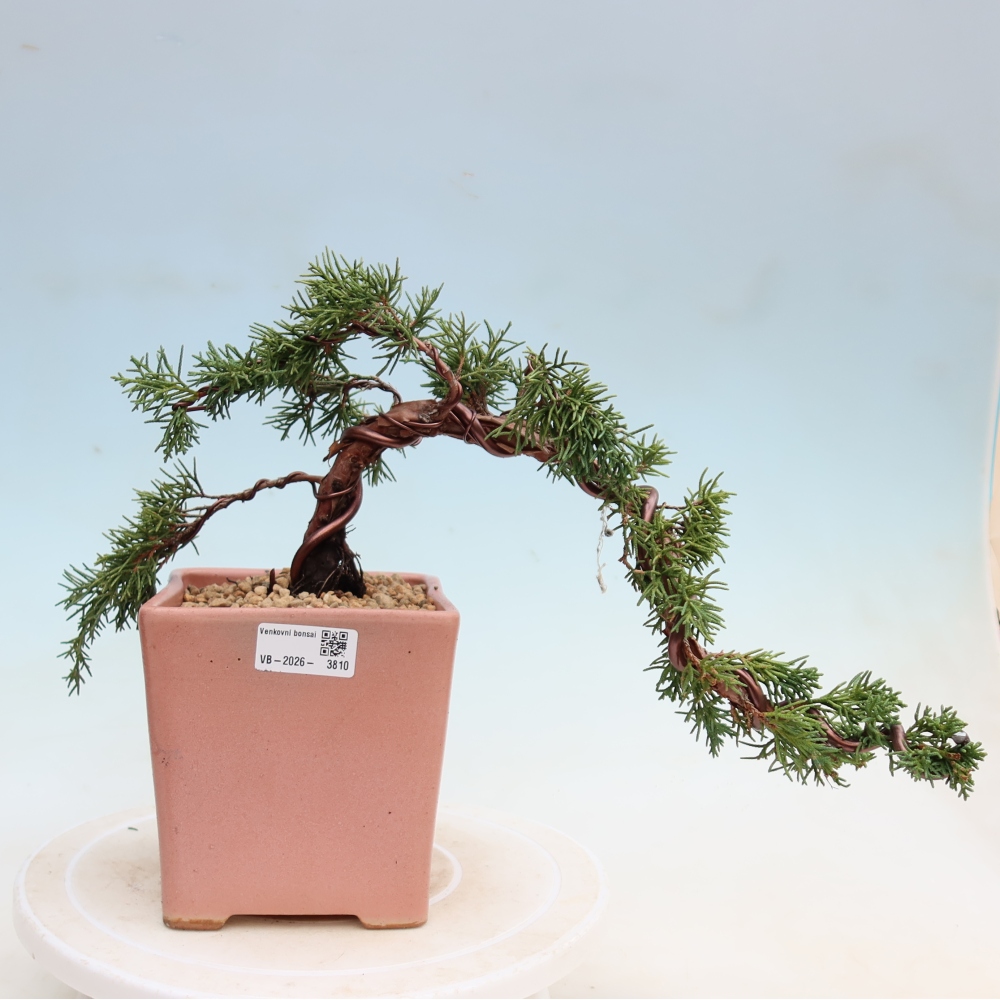 Bonsai da esterno - Juniperus chinensis Kishu
