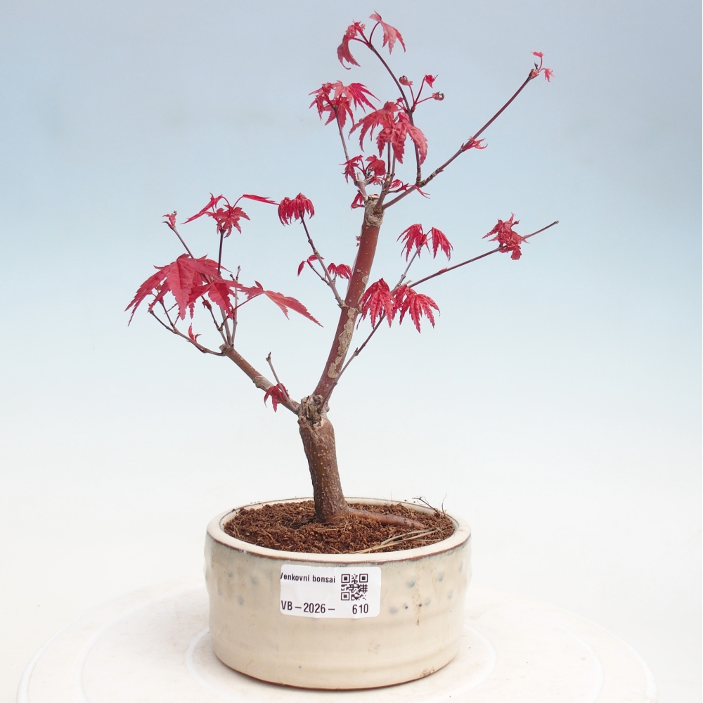 Bonsai da esterno - Acer palmatum DESHOJO