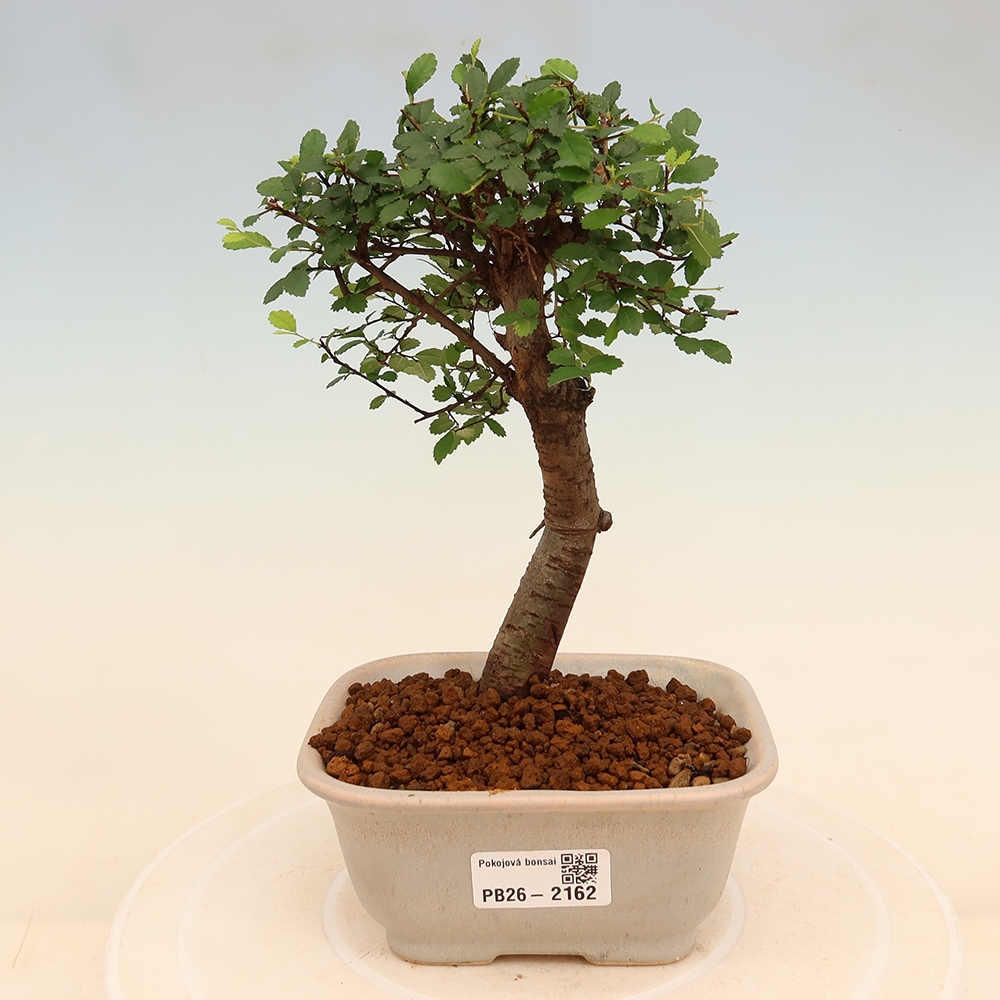 Camera bonsai - Ulmus parvifolia - Olmo a foglie piccole