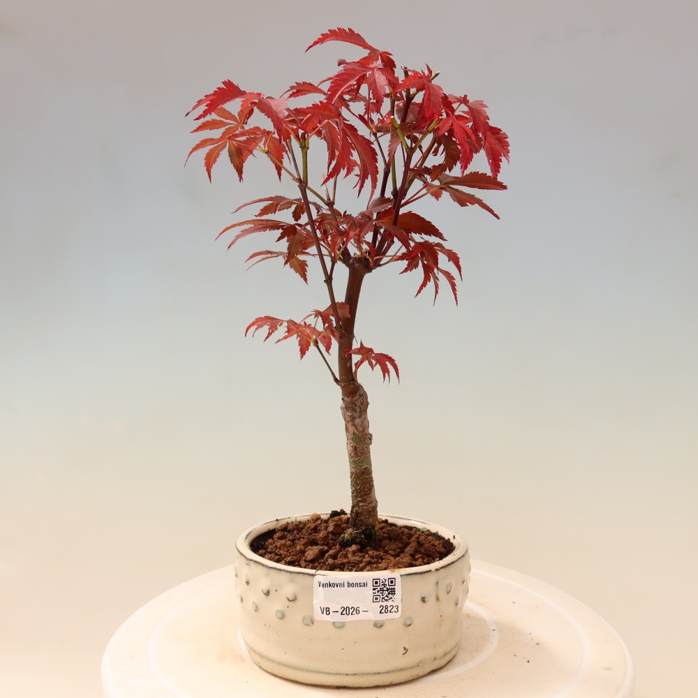 Bonsai da esterno - Palma Acer. Atropurpureum-Javor palmate