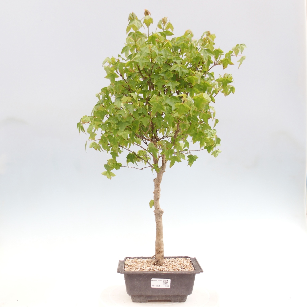 Bonsai da esterno - Acer Buergerianum - Acero di Burger