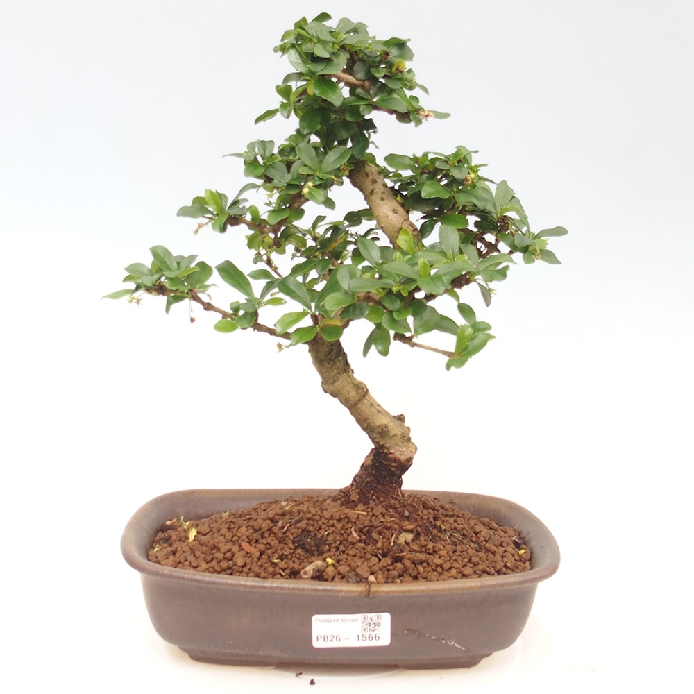Camera bonsai - Carmona macrophylla - Tea fuki