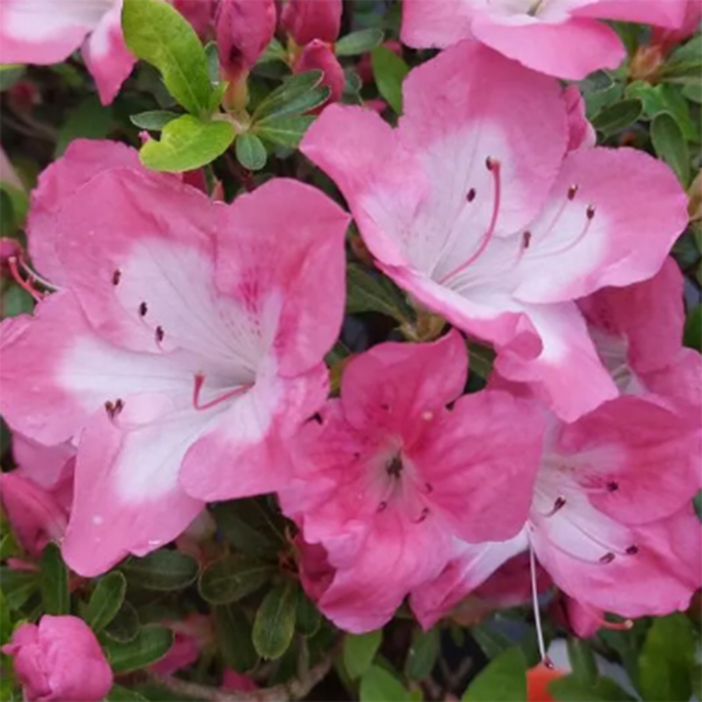Bonsai da esterno - Azalea giapponese - Azalea Shunen