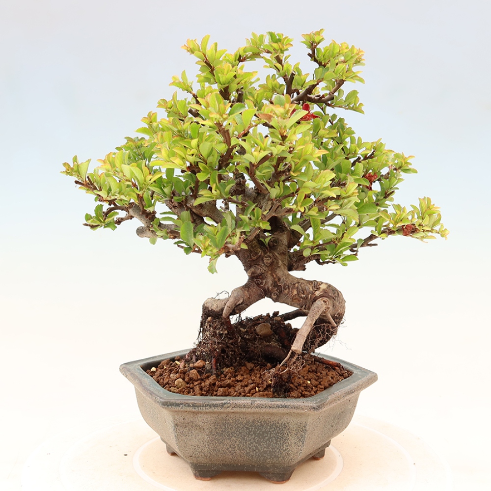 Bonsai da esterno - Chaneomeles speciosa Chojubai