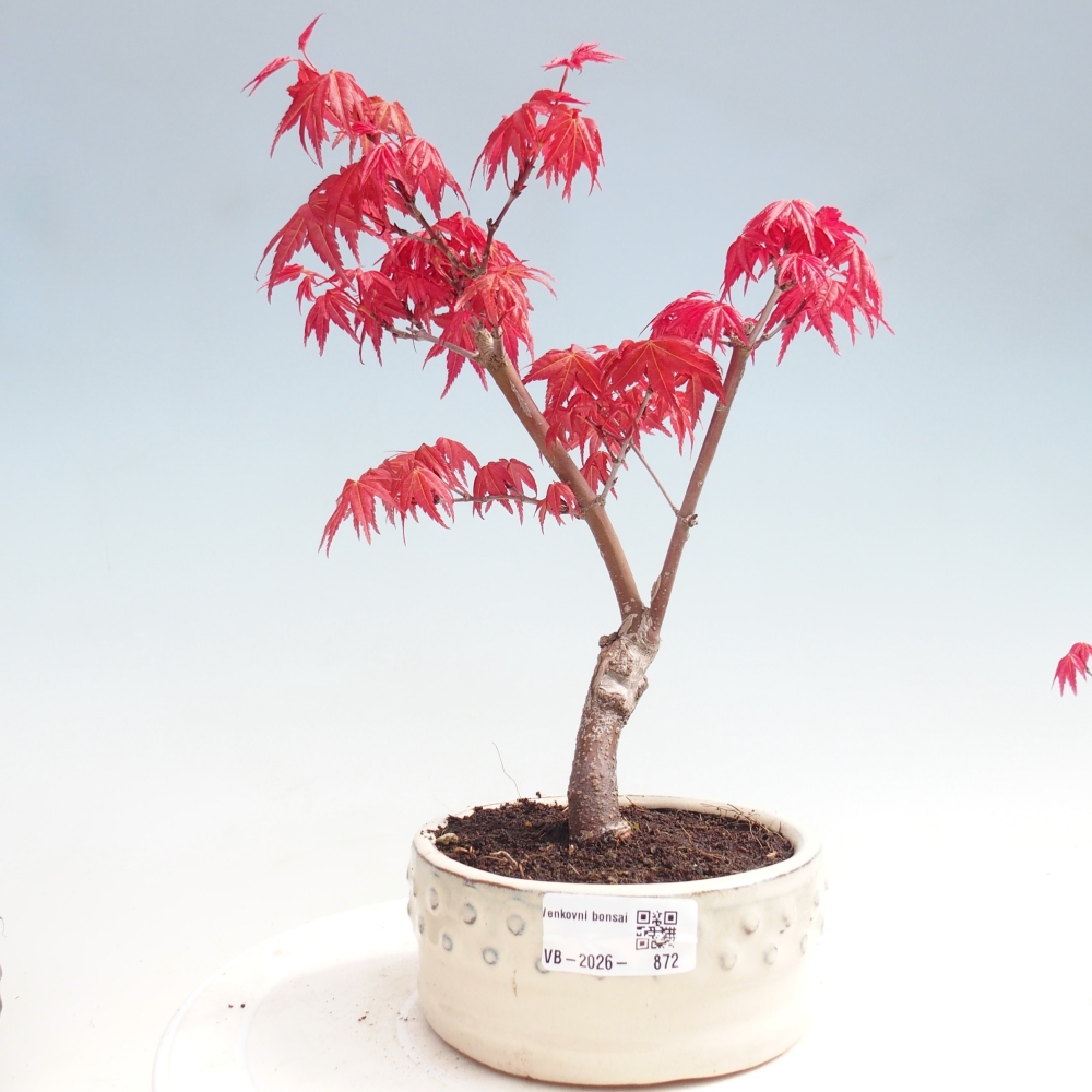 Bonsai da esterno - Acer palmatum DESHOJO