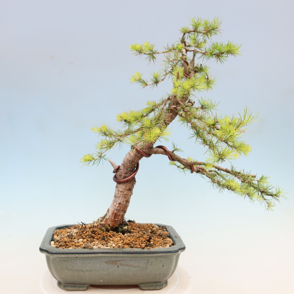 Bonsai da esterno -Larix decidua - Larice