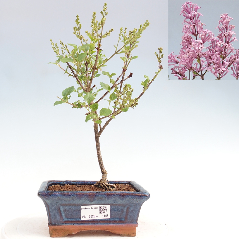 Bonsai da esterno - Syringa Meyeri Palibin - Lillà di Meyer