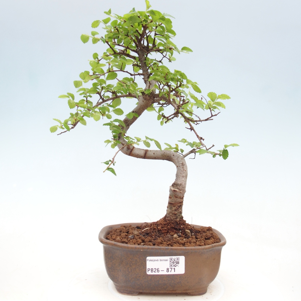 Camera bonsai - Ulmus parvifolia - Olmo a foglie piccole